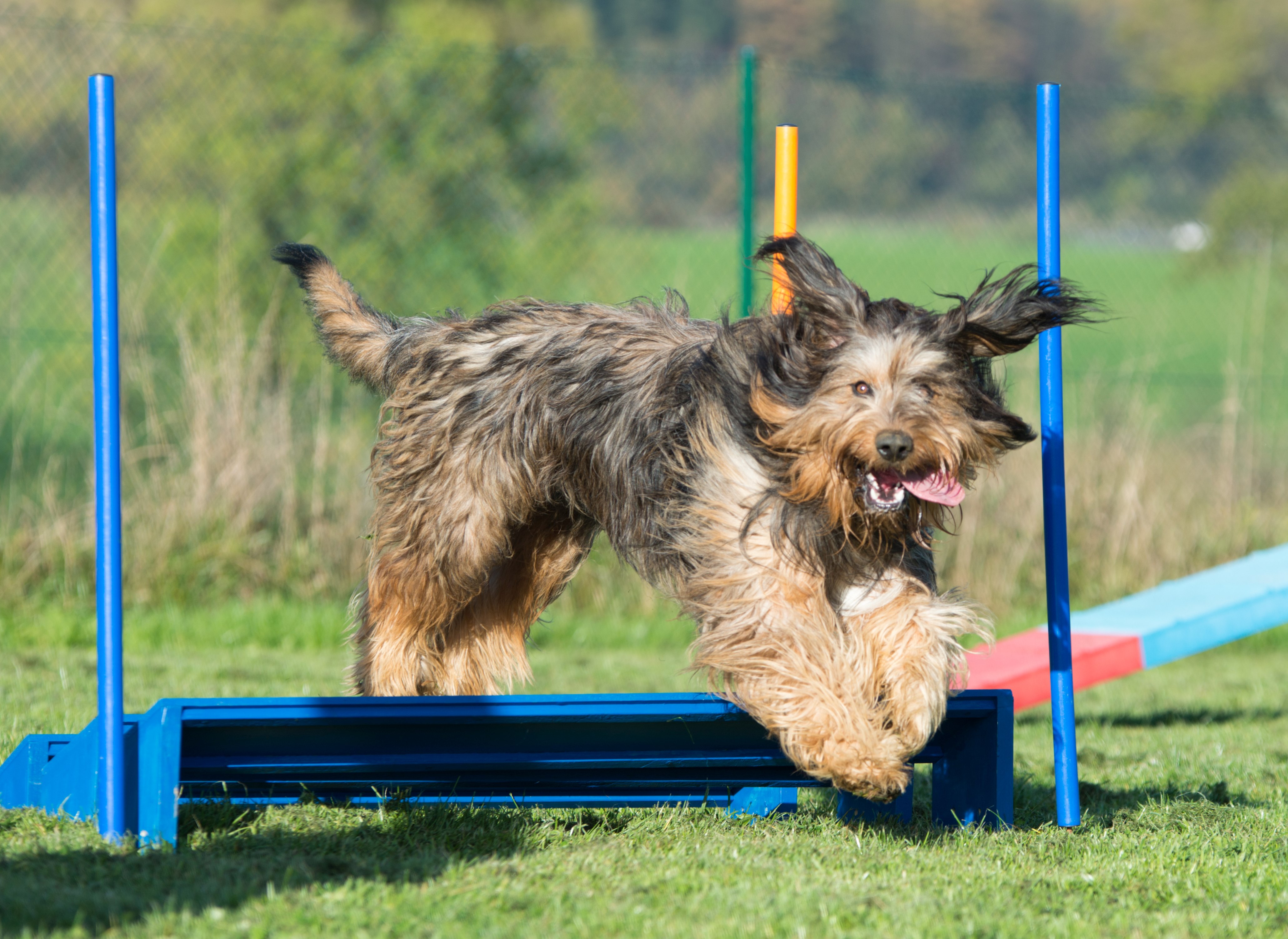 Aladin vom Fellnasencamp - Wäller von der Straubenhalde